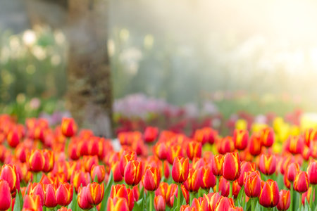 Blooming spring flowers tulips in the sunlight