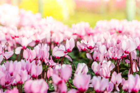 Close up of colorful variegated cyclamen flowersの写真素材