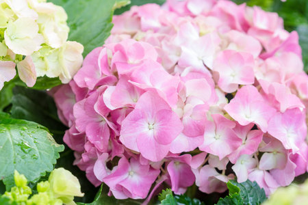 Hydrangea flower (Hydrangea macrophylla) in a garden