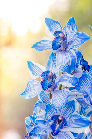 beautiful blue orchids flower in tha gardenの写真素材