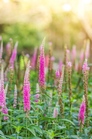 Pink royal candles veronica flower. pink flowerの写真素材