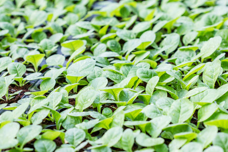 Tobacco cultivation young plants planting, the leaves are covered with rain drops.