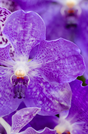 orchids purple Is considered the queen of flowers in Thailand