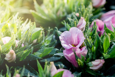 bouquet of pink lisianthus flowers in the morningの写真素材