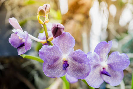 Closeup colorful image of an orchid flowersの写真素材