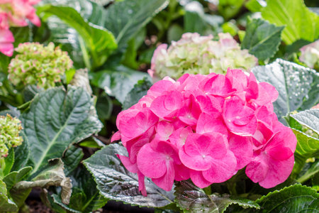 Hydrangea flower (Hydrangea macrophylla) in a garden