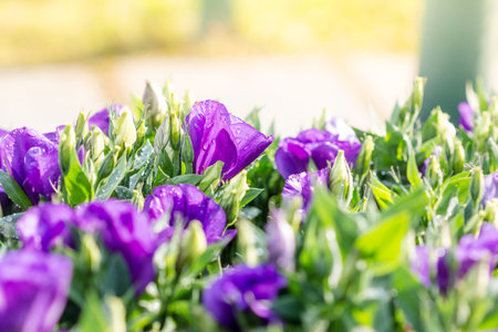 bouquet of violet lisianthus flowers in the morningの写真素材