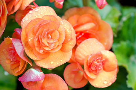 Numerous bright flowers of tuberous begonias (Begonia tuberhybrida) in gardenの写真素材