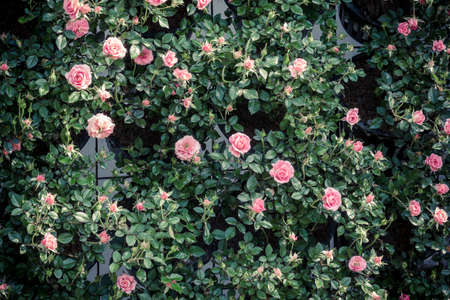 Pattern of fresh pink roses in the gardenの写真素材