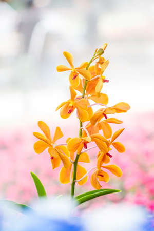 Beautiful orange orchid flower in flower gardenの写真素材