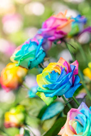 Colorful of rainbow roses flower. Macro of rainbow roses with multi colored petalsの写真素材
