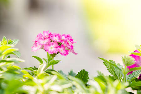 Beautiful pink hedge flower, Weeping lantana, lantana camara Linn in the gardenの写真素材