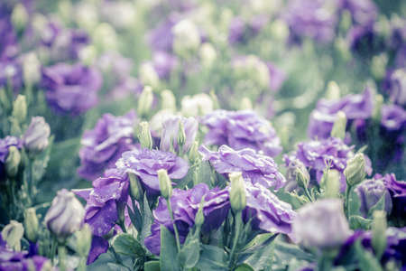bouquet of violet lisianthus flowers in the morningの写真素材