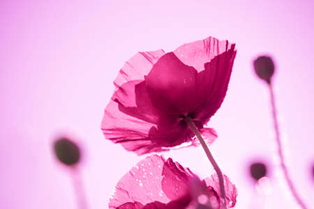 Field of bright red corn poppy flowers. retro filter effectの写真素材