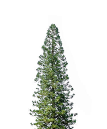 pine trees is isolated on a white backgroundの写真素材