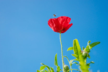 Field of bright red corn poppy flowers in springの写真素材