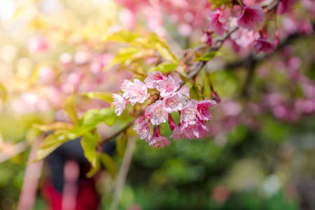 Cherry Blossom or Sakura flower on nature backgroundの写真素材