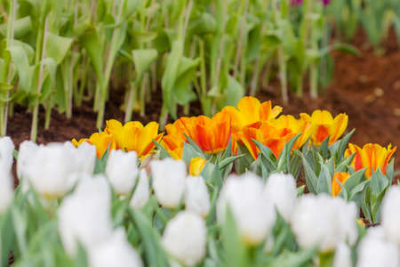 Beautiful tulips in garden, Beautiful tulips in the morningの写真素材