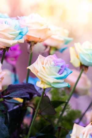 Colorful of rainbow roses flower. Macro of rainbow roses with multi colored petalsの写真素材