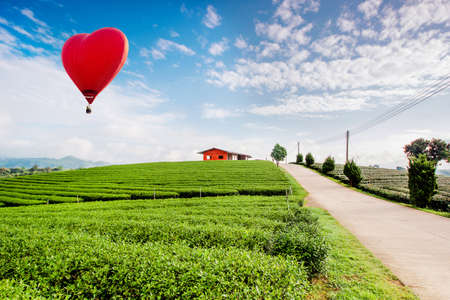 Hot-air balloons flying over tea plantation landscape at Sunrise.の写真素材