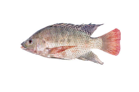 Fresh tilapia or nile tilapia fish isolated on white backgroundの写真素材