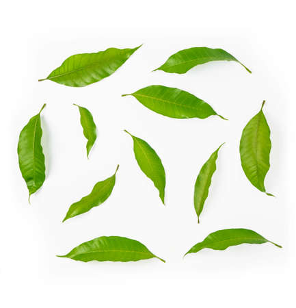 Mango leaf isolated on a white backgroundの写真素材