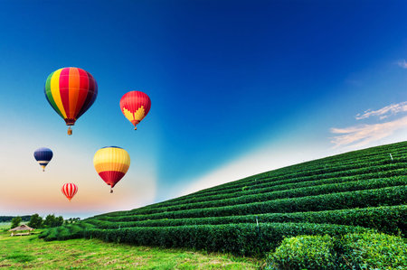 Colorful hot-air balloons flying over tea plantation landscape at sunset.