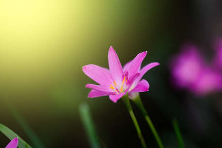 Beautiful rain lily flower. Zephyranthes Lily ,Fairy Lily, Little Witches. (Zephyranthas sp.)の写真素材