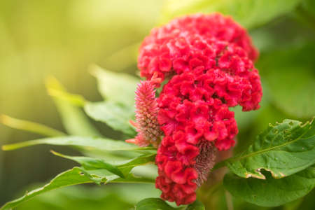 Beautiful Red flower Chinese cockscomb wool flower (Celosia argentea L)の写真素材
