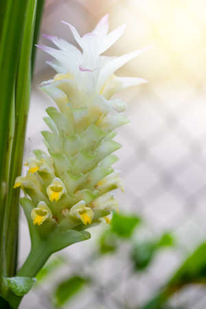 white turmeric flowerの写真素材