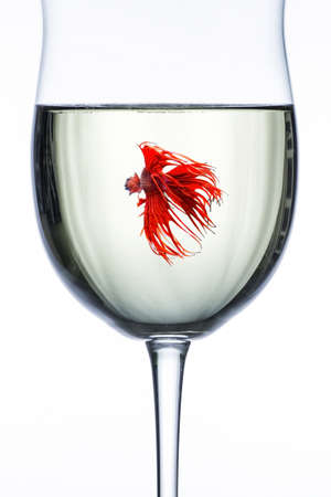 Red Dragon Betta fish in wine glassの写真素材