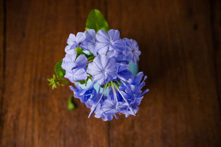 Blue plumbago flowers in vase (Cape Leadwort or Plumbago auriculata) on wooden tableの写真素材