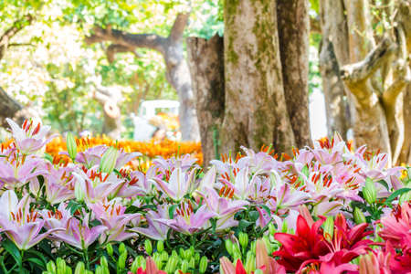 Lilies Flowers Bouquet  in the garden. Spring Flowersの写真素材