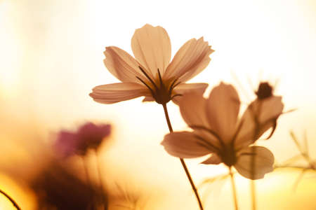 Pink cosmos flower on field in sunset timeの写真素材