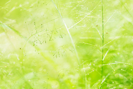 Spring or summer abstract nature background with grass