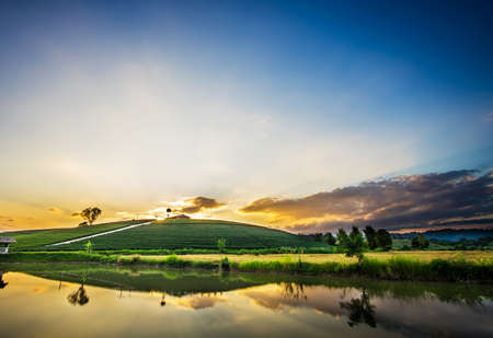 Sunset view of tea plantation landscape in Chiang rai province, Thailand.の写真素材