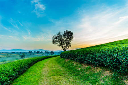 Heart shape tree with tea plantation landscape at Chiang rai, Thailand.の写真素材