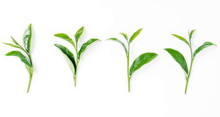 green tea leaf isolated on white backgroundの写真素材