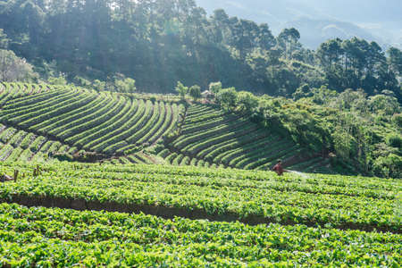 Landscape of Strawberry field at Doi Ang Khang , Chiang Mai, Thailandの写真素材