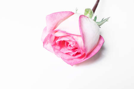 One beautiful pink rose on a white backgroundの写真素材