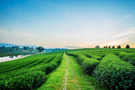 Sunset view of tea plantation landscape at Chiang rai, Thailand.の写真素材