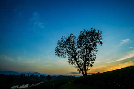 Heart shape tree with tea plantation landscape at Chiang rai, Thailand.の写真素材