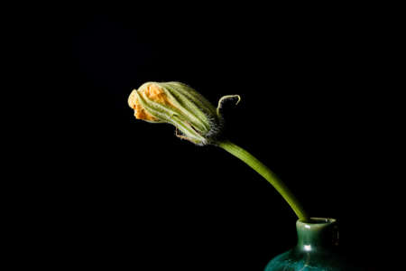 fresh yellow pumpkin flower on black ground.の写真素材