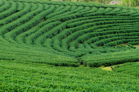 Tea plantation landscape at Chiang rai, Thailand.