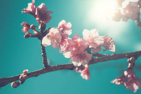 Cherry Blossom or Sakura flower on nature background. filter effectの写真素材