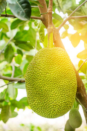 Jackfruit Tree and young Jackfruits in gardenの写真素材