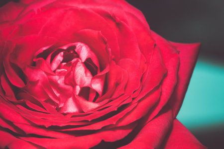 Close up of beautiful  rose flower backgroundの写真素材