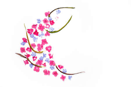 frame with Hydrangea flower and Blue plumbago flower isolated on white background. flat lay, overhead viewの写真素材