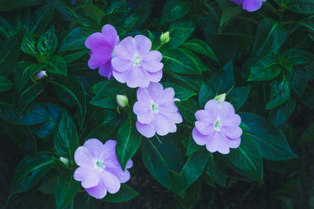 purple crimson antirrhinum flowers (snapdragon) in the garden in Spring timeの写真素材