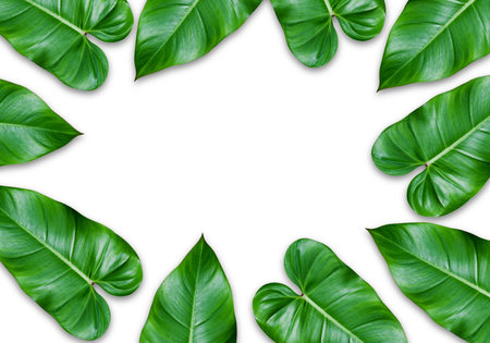 green leaves frame isolated on white background.